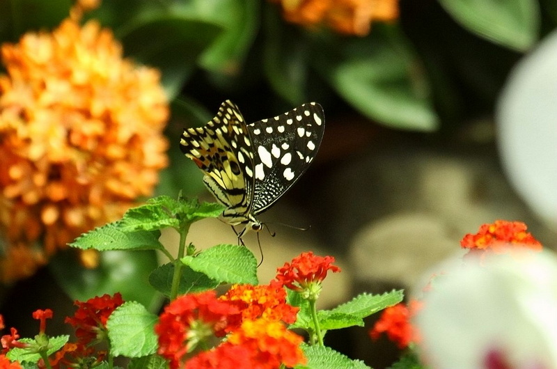 IMG_9145_副本.jpg
