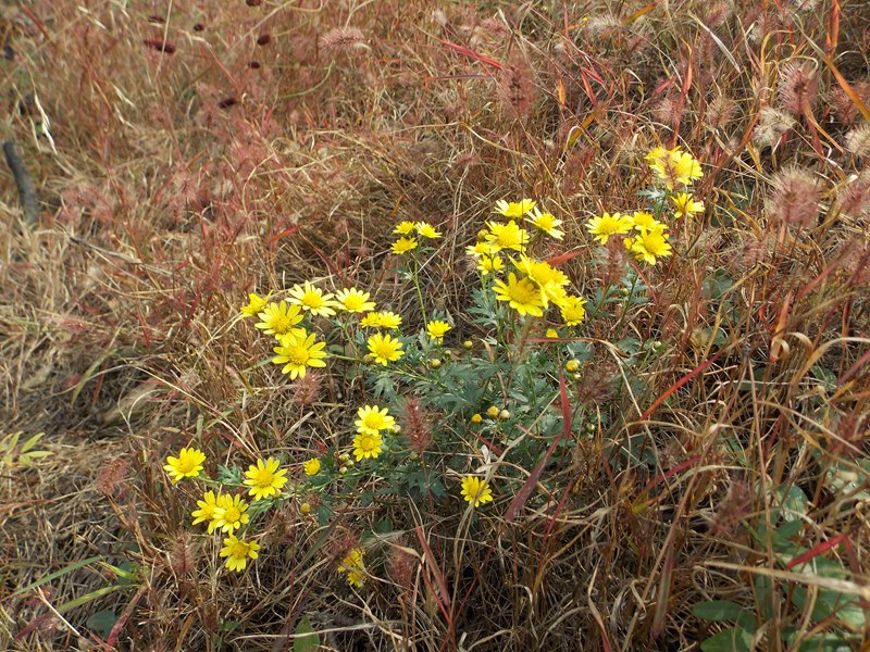 DSCN2252超然景区山花.JPG