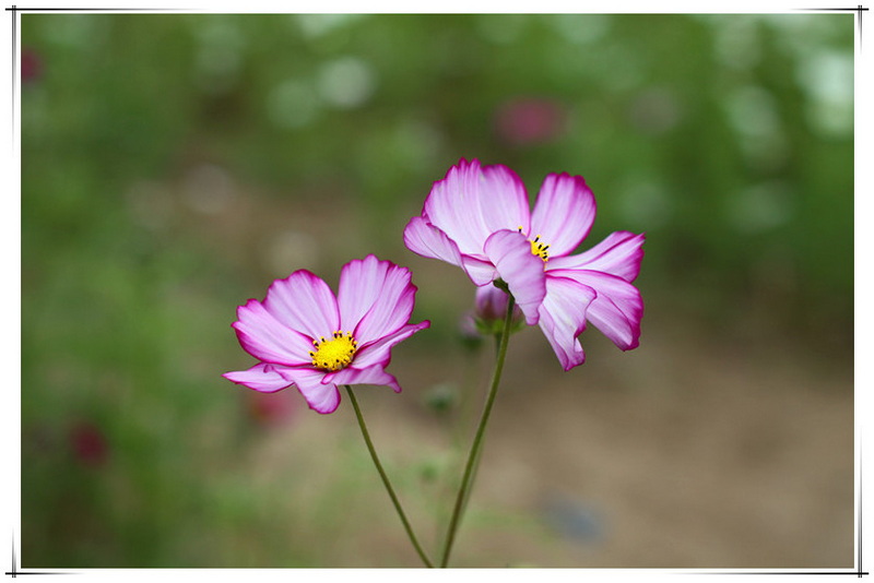 IMG_8784_副本_副本.jpg
