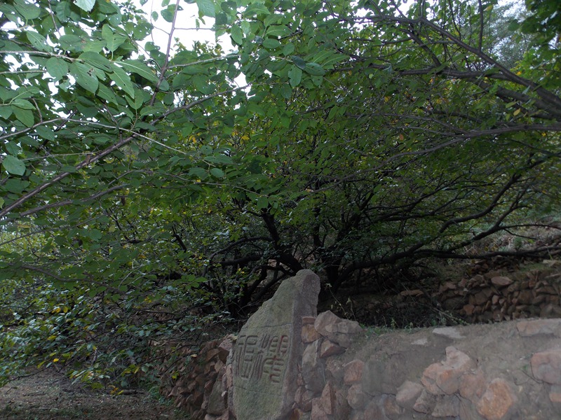 DSCN2378超然景区樱祖.JPG