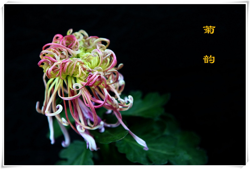 菊韵1_副本.jpg