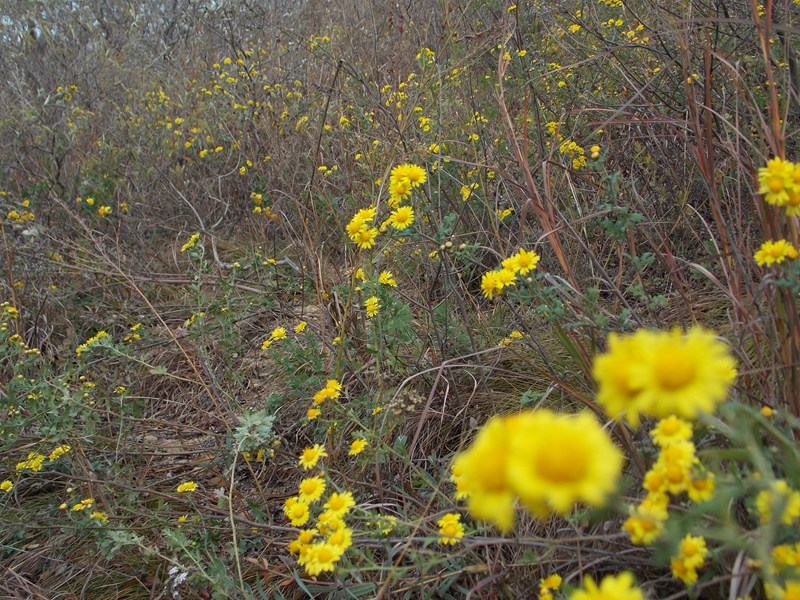 DSCN2406超然景区  野菊花.JPG