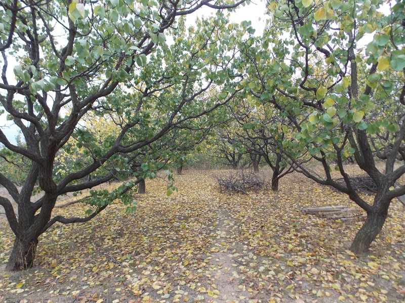 DSCN2478霞沟景区 杏园.JPG