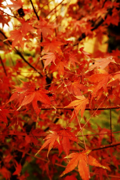 DSC09602_副本.jpg