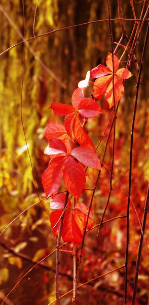DSC09599_副本.jpg