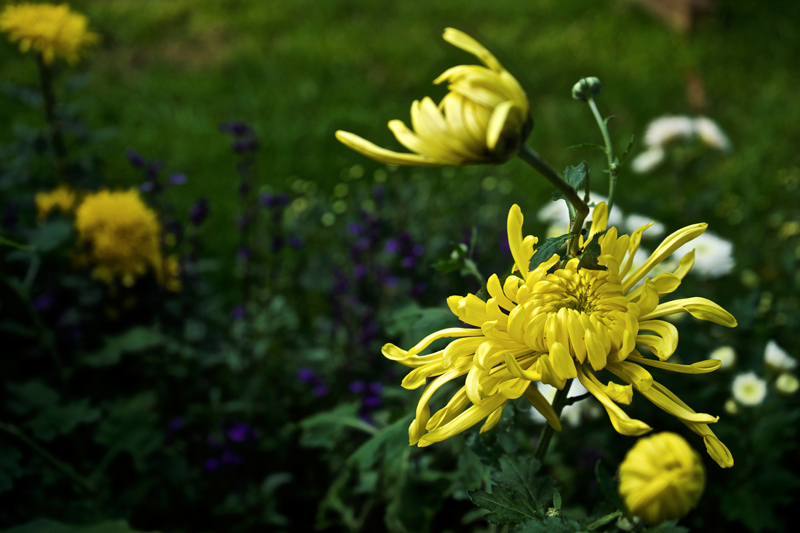 _DSC0358.jpg