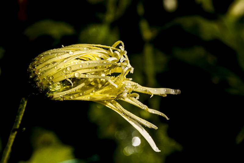 IMG_1370-5.jpg