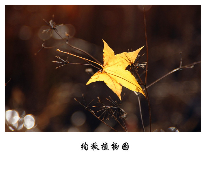 DSC06482_副本.jpg