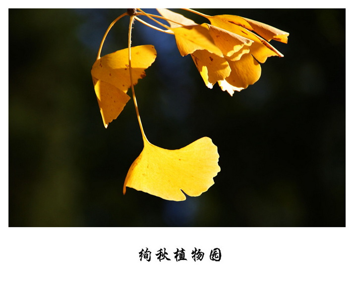 DSC06508_副本.jpg