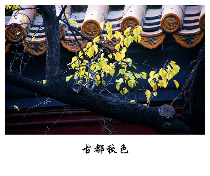 DSC06529_副本.jpg