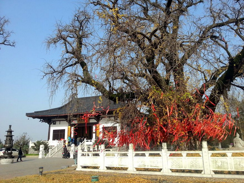 想象杏叶金黄鼎盛景象