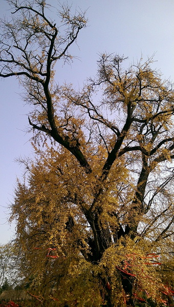 IMAG7719.jpg