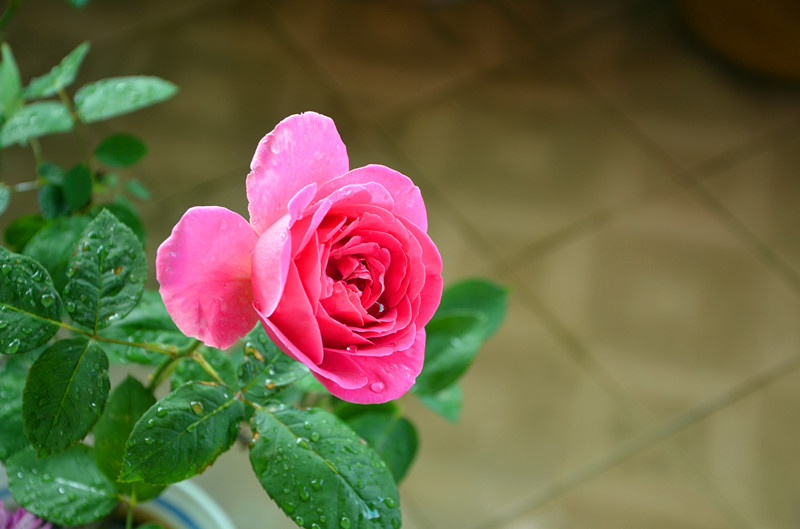 DSC_1494_副本.jpg