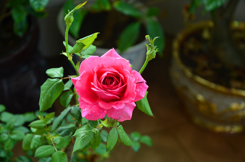 DSC_1495_副本.jpg