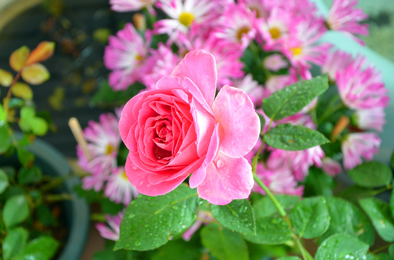 DSC_1493_副本.jpg
