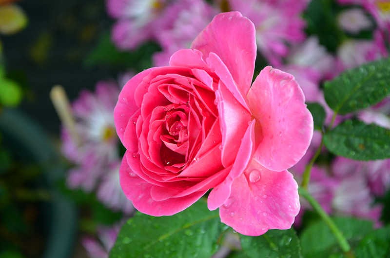 DSC_1488_副本.jpg