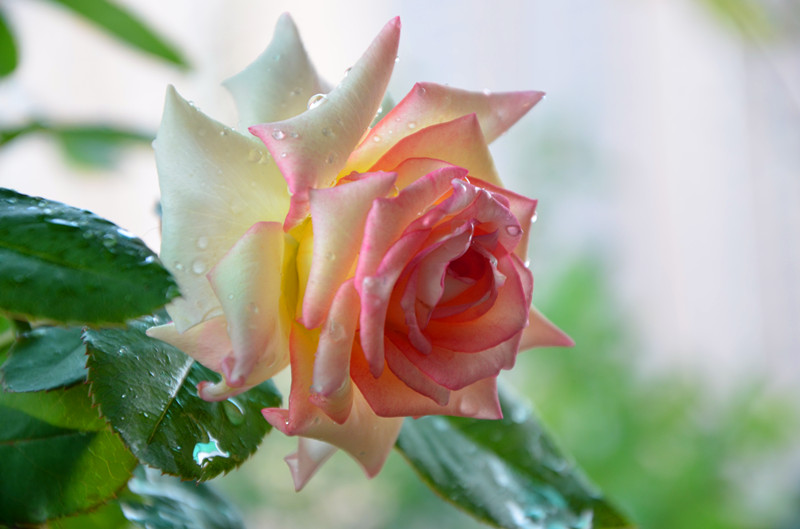 DSC_1484_副本.jpg