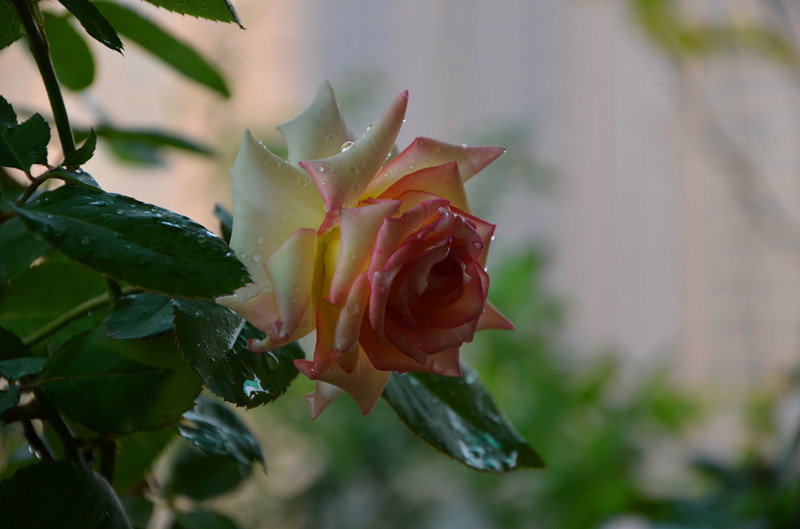 DSC_1480_副本.jpg