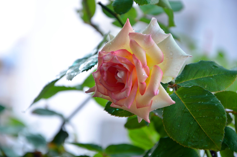 DSC_1478_副本.jpg