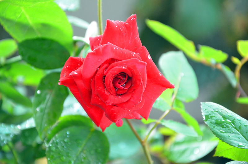 DSC_1475_副本.jpg