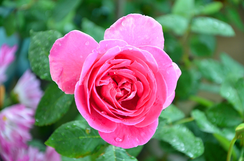 DSC_1472_副本.jpg