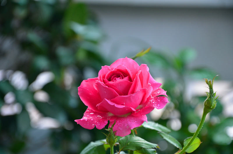 DSC_1470_副本.jpg