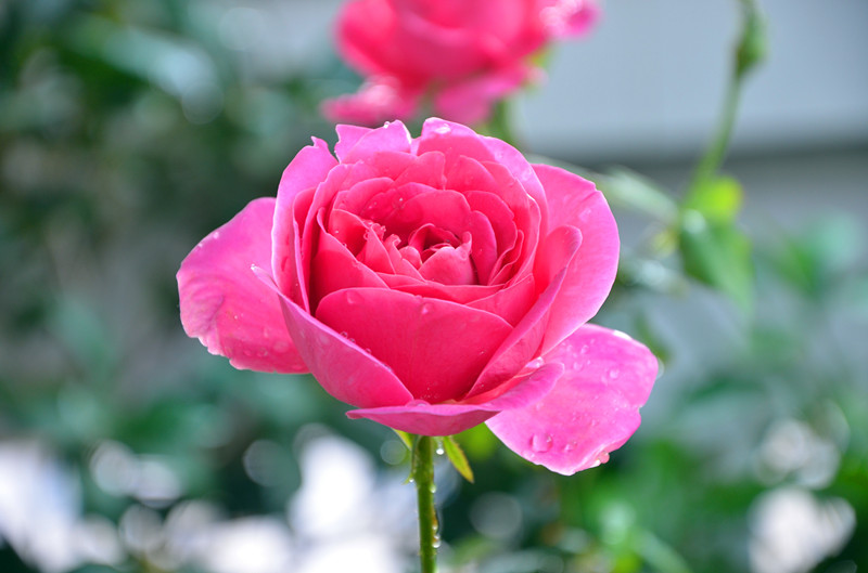 DSC_1469_副本.jpg