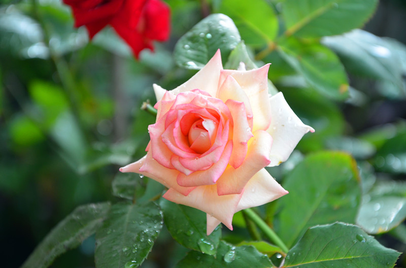 DSC_1466_副本.jpg