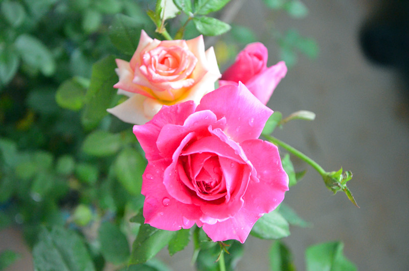 DSC_1451_副本.jpg