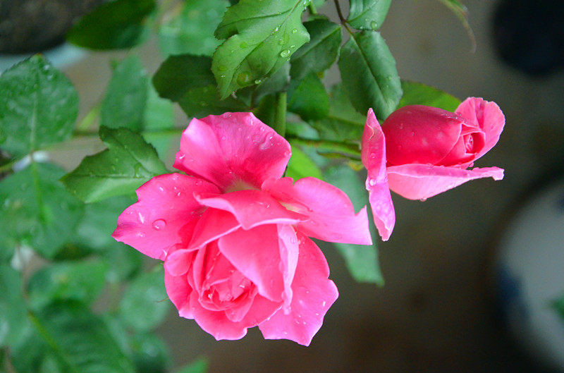 DSC_1449_副本.jpg