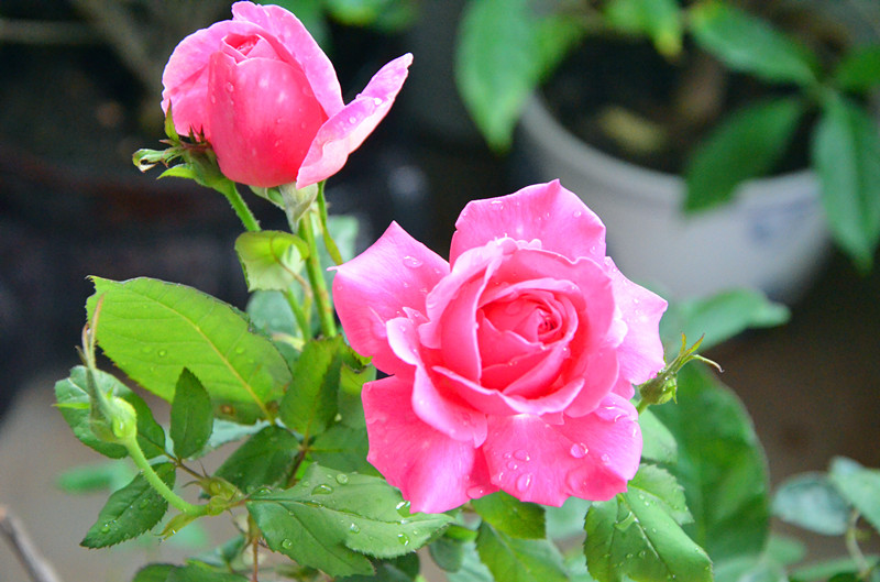 DSC_1448_副本.jpg