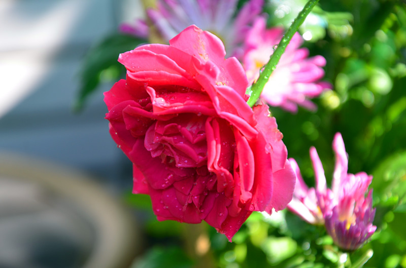 DSC_1424_副本.jpg
