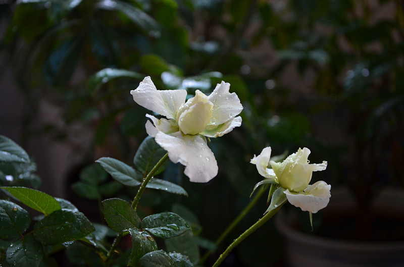 DSC_1308_副本.jpg