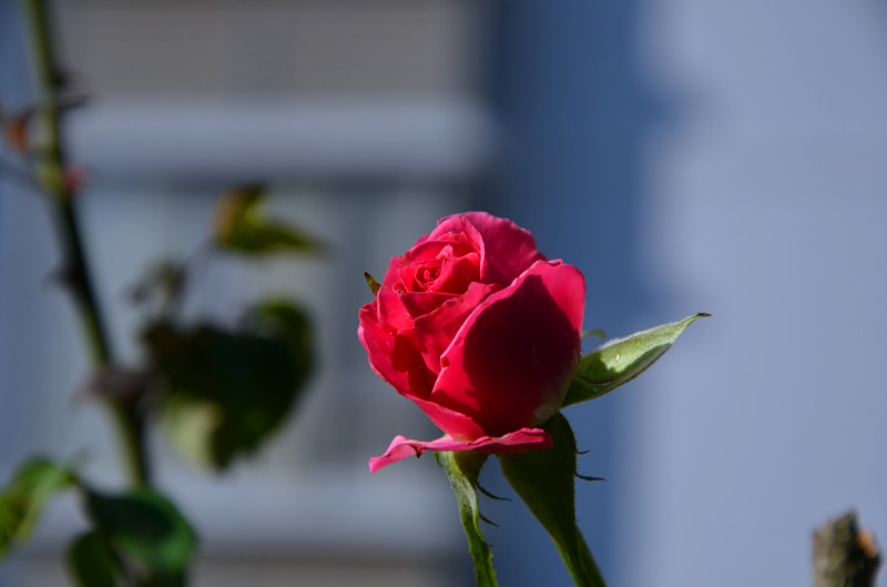 DSC_1337_副本.jpg