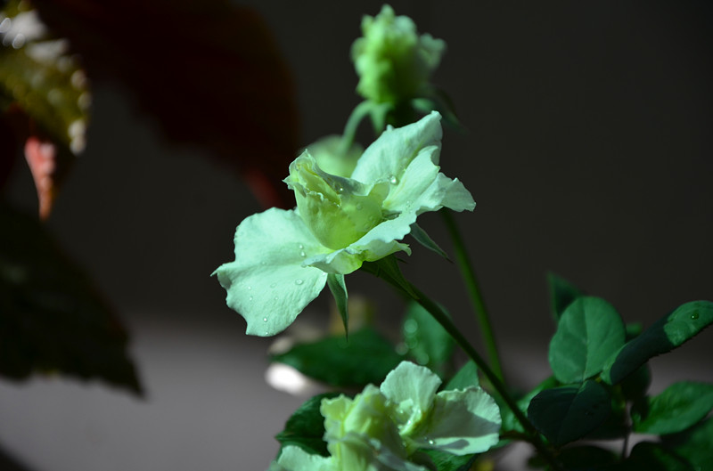 DSC_1346_副本.jpg