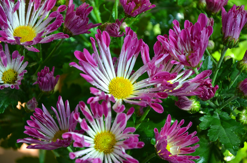 DSC_1347_副本.jpg