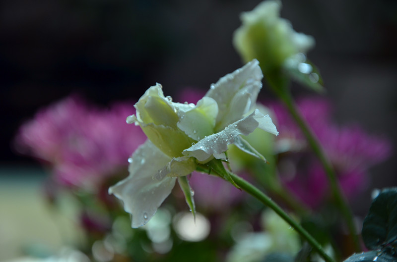 DSC_1349_副本.jpg