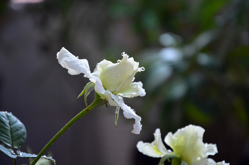 DSC_1351_副本.jpg