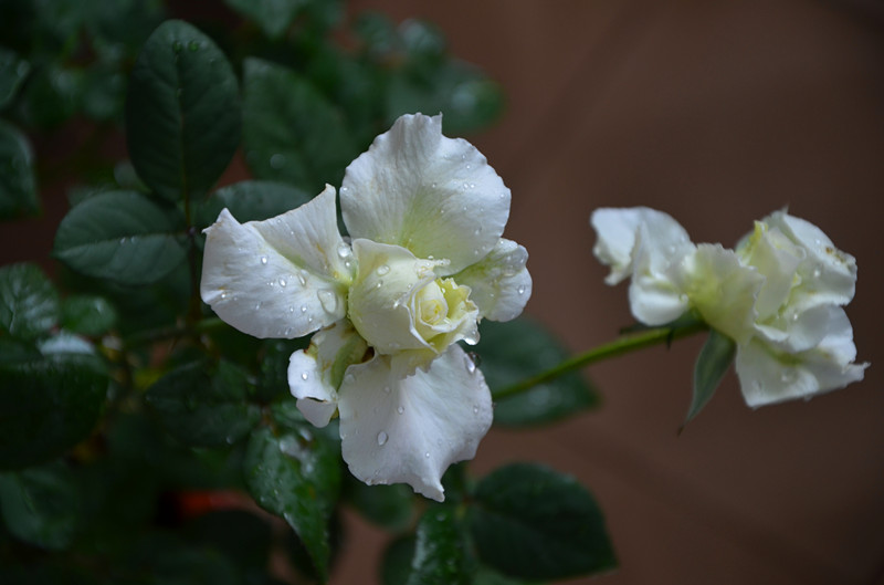 DSC_1358_副本.jpg