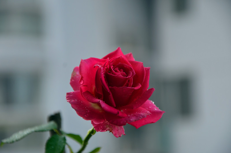 DSC_1381_副本.jpg