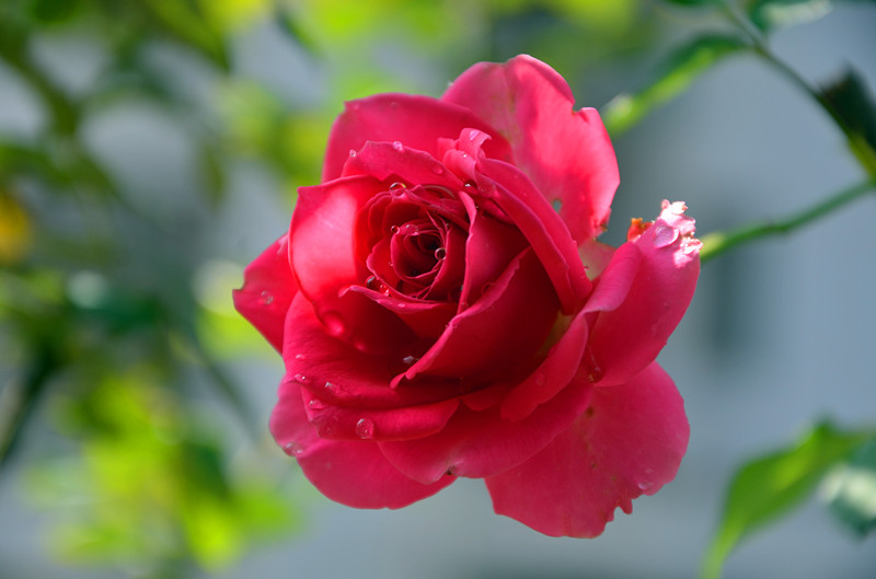 DSC_1383_副本.jpg