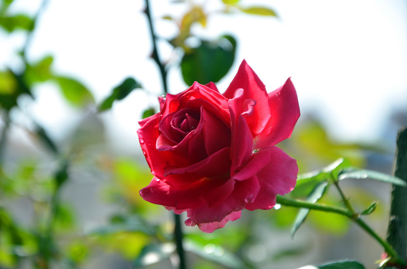 DSC_1395_副本.jpg