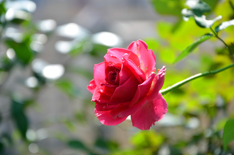 DSC_1397_副本.jpg
