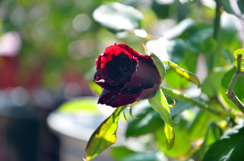 DSC_1401_副本.jpg