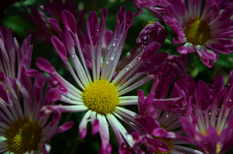 DSC_1402_副本.jpg
