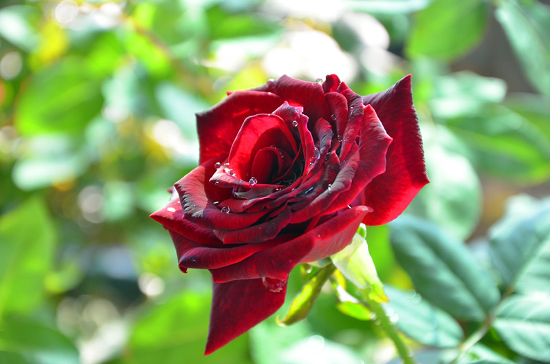 DSC_1404_副本.jpg