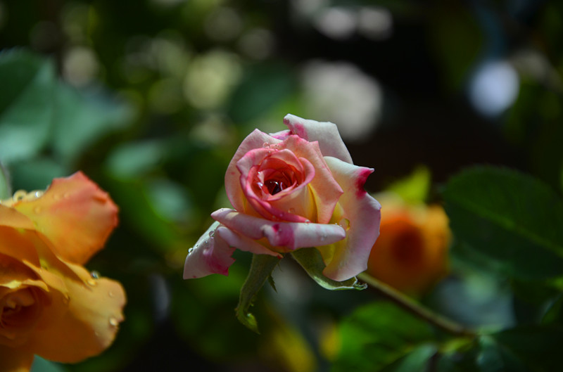 DSC_1405_副本.jpg
