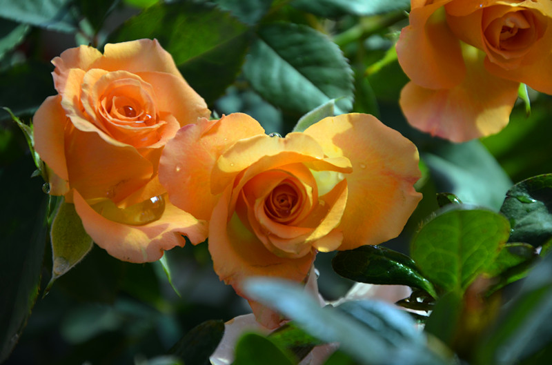 DSC_1410_副本.jpg