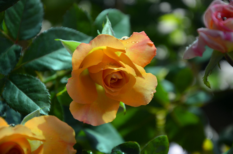DSC_1411_副本.jpg