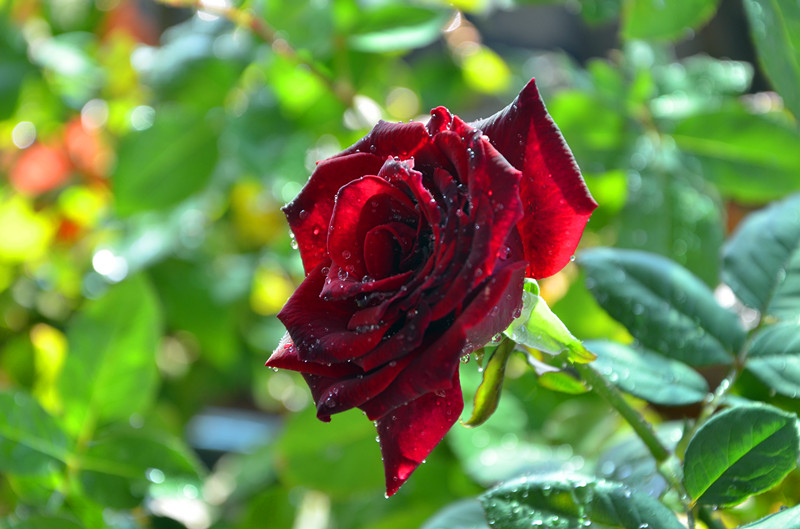 DSC_1417_副本.jpg